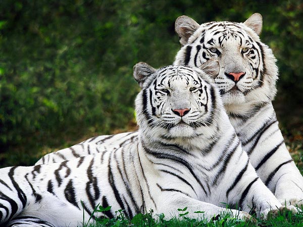 The Tiger Frontier: A 15-Day Wildlife & Heritage Expedition
