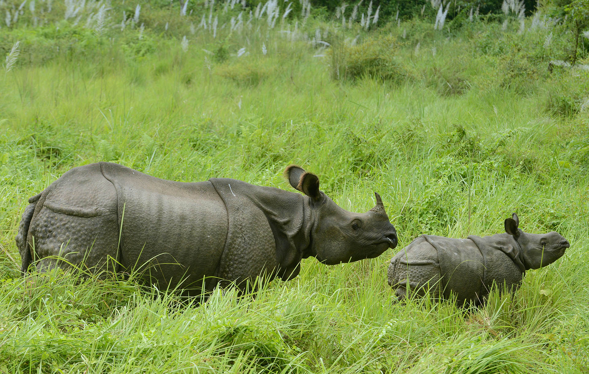 A Greater One-horned Rhinoceros in the tall grasslands of Chitwan