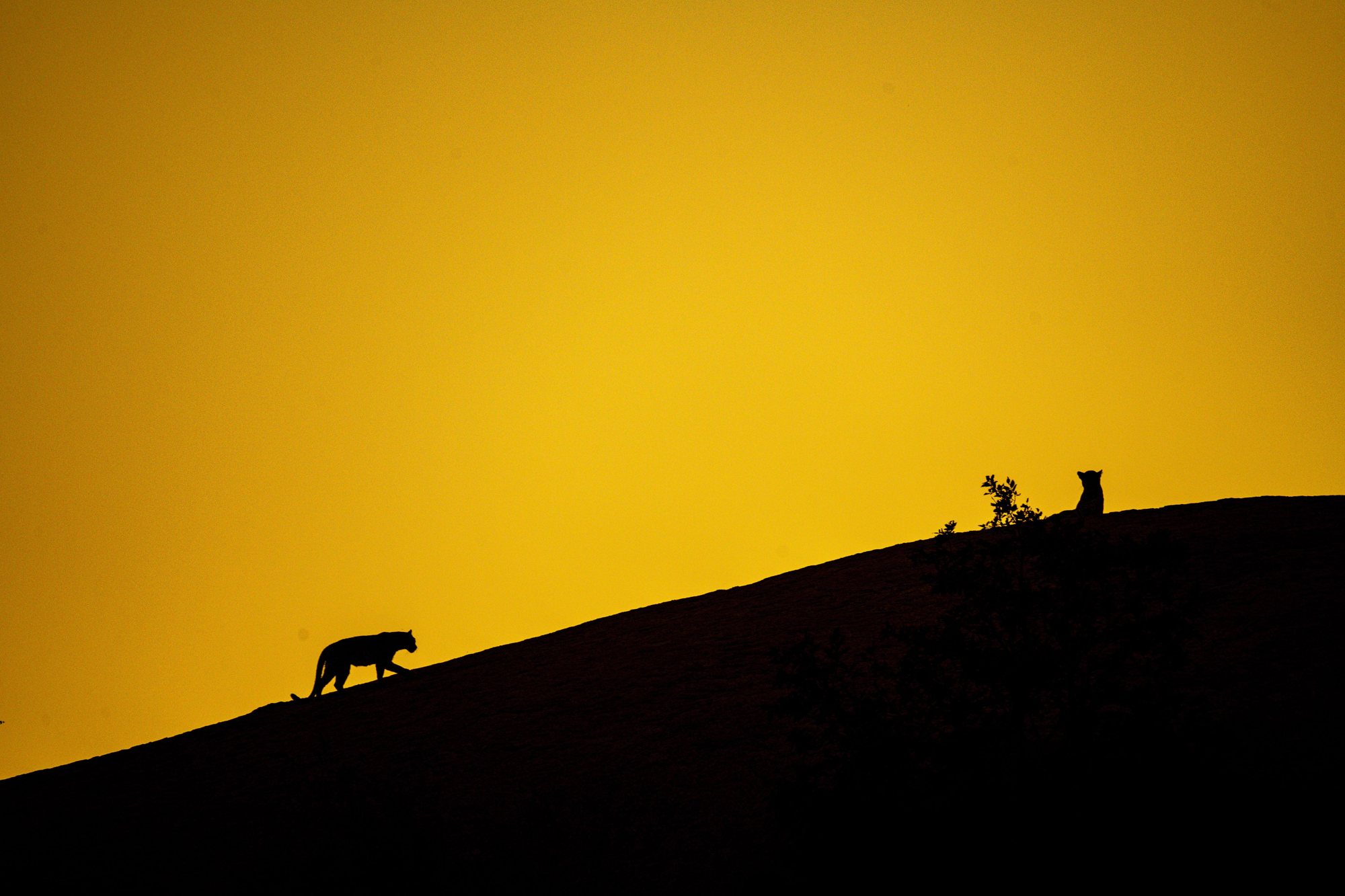Jawai — Rajasthan