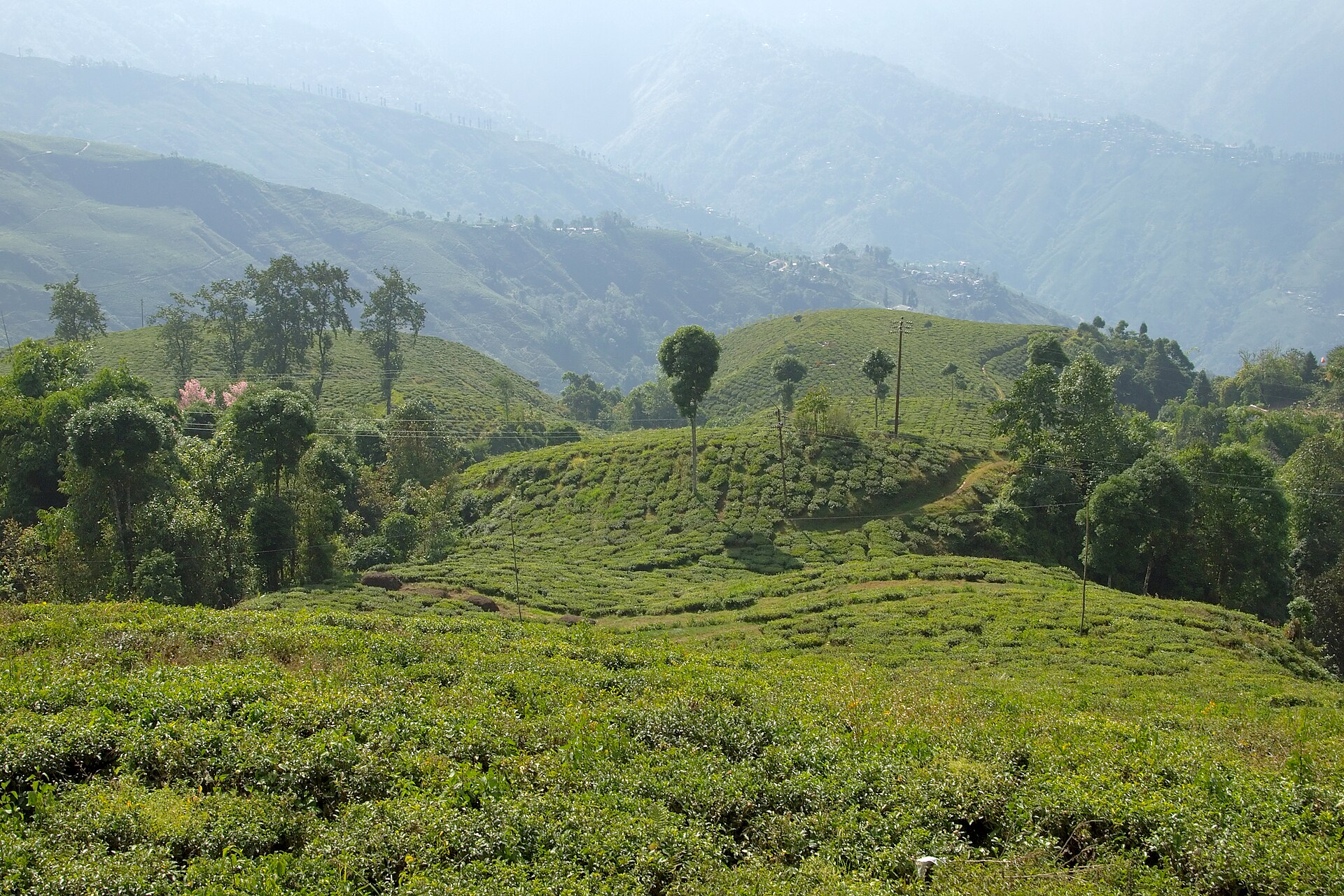 Green tea plantations on the misty hills of Darjeeling, West Bengal