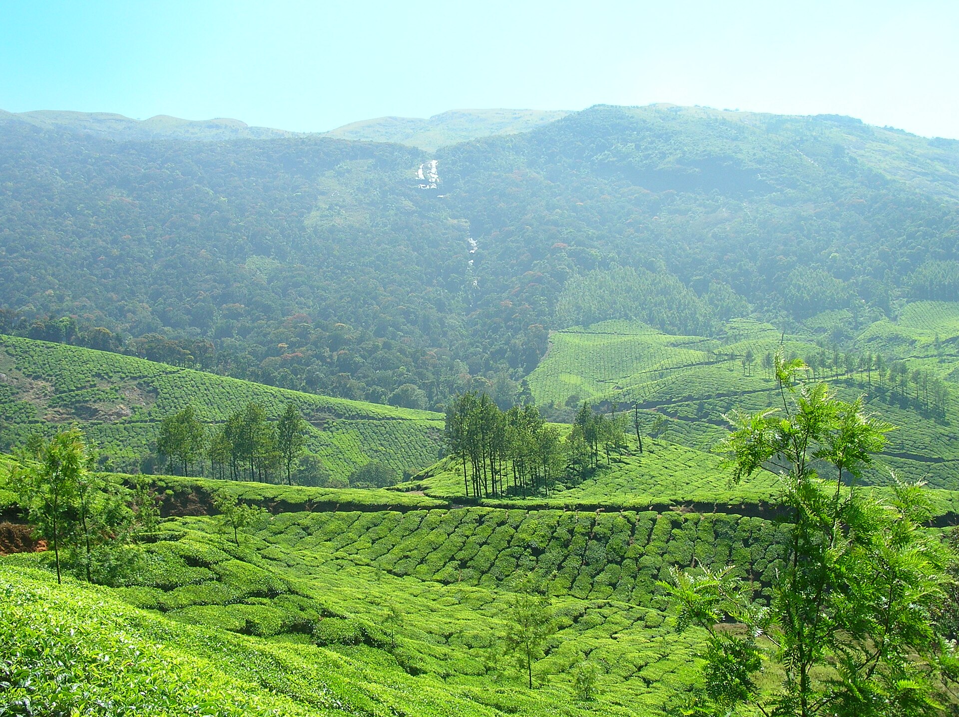 Rolling green tea plantations in the hills of Munnar, Kerala