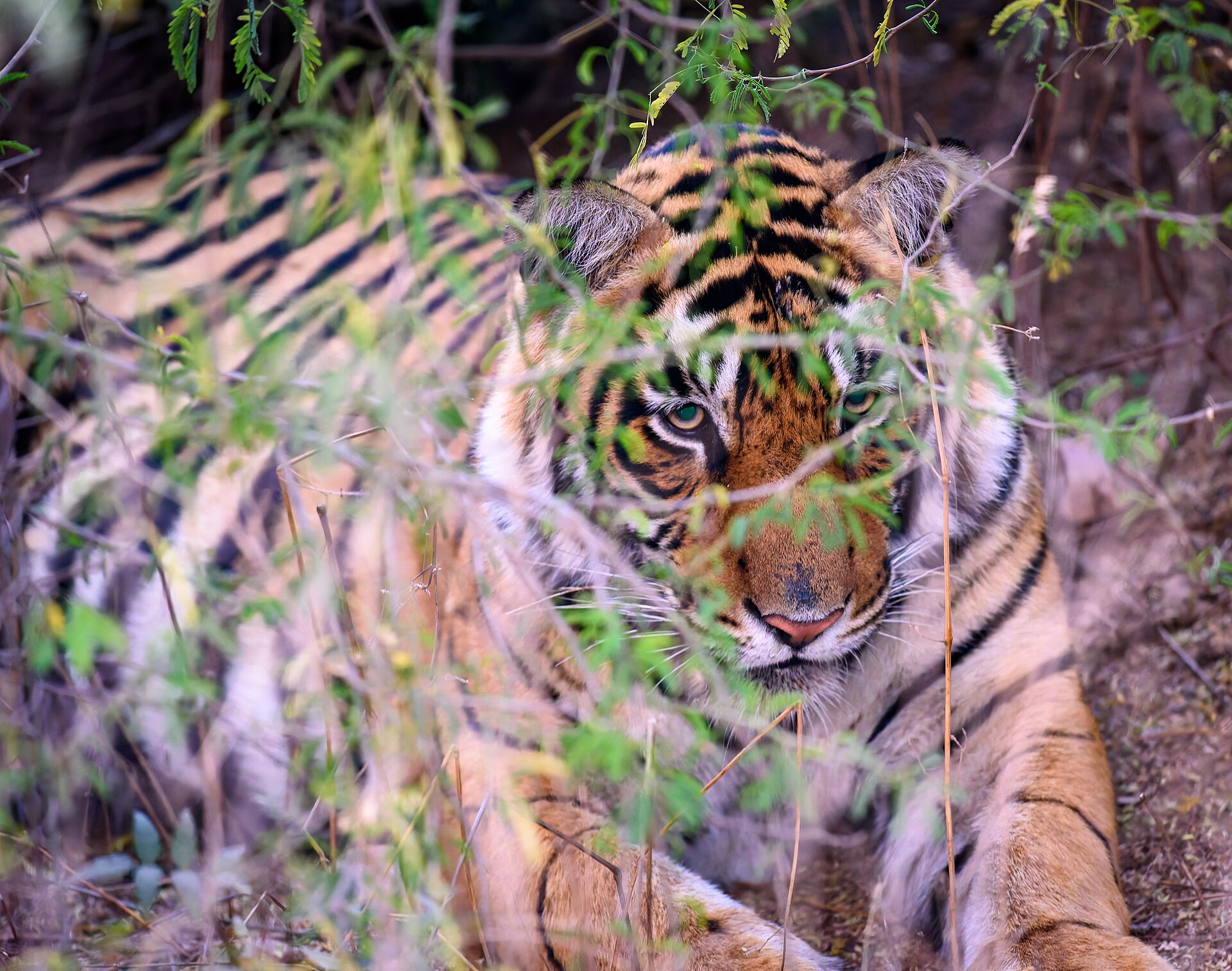 Wild Bengal tiger in the undergrowth at Ranthambore, Rajasthan
