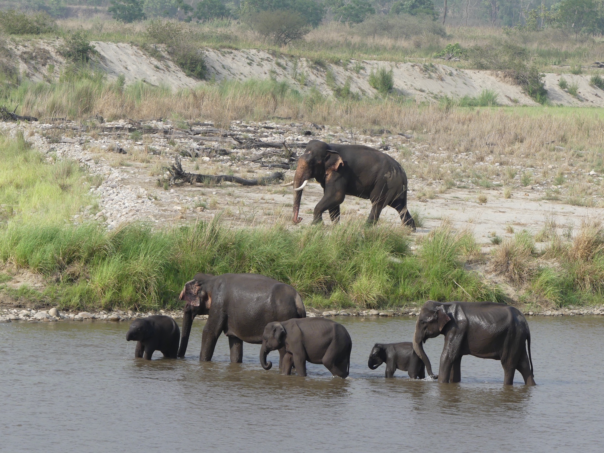 Elephants crossing the Ramganga in Corbett, a lone tusker on the bank