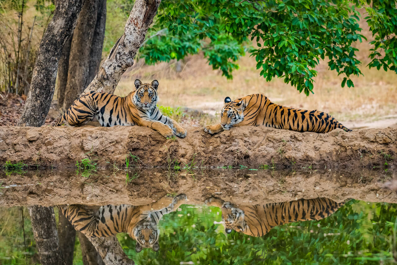 Kanha — Madhya Pradesh
