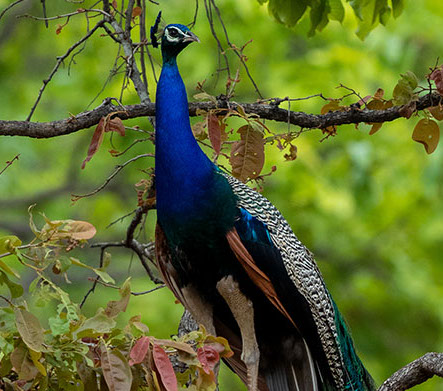 Wildlife spotting in Bandhavgarh