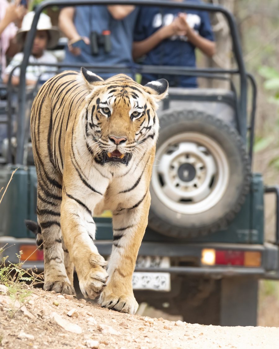 A wild Bengal tiger walking down the track past a guest safari vehicle in a tiger reserve