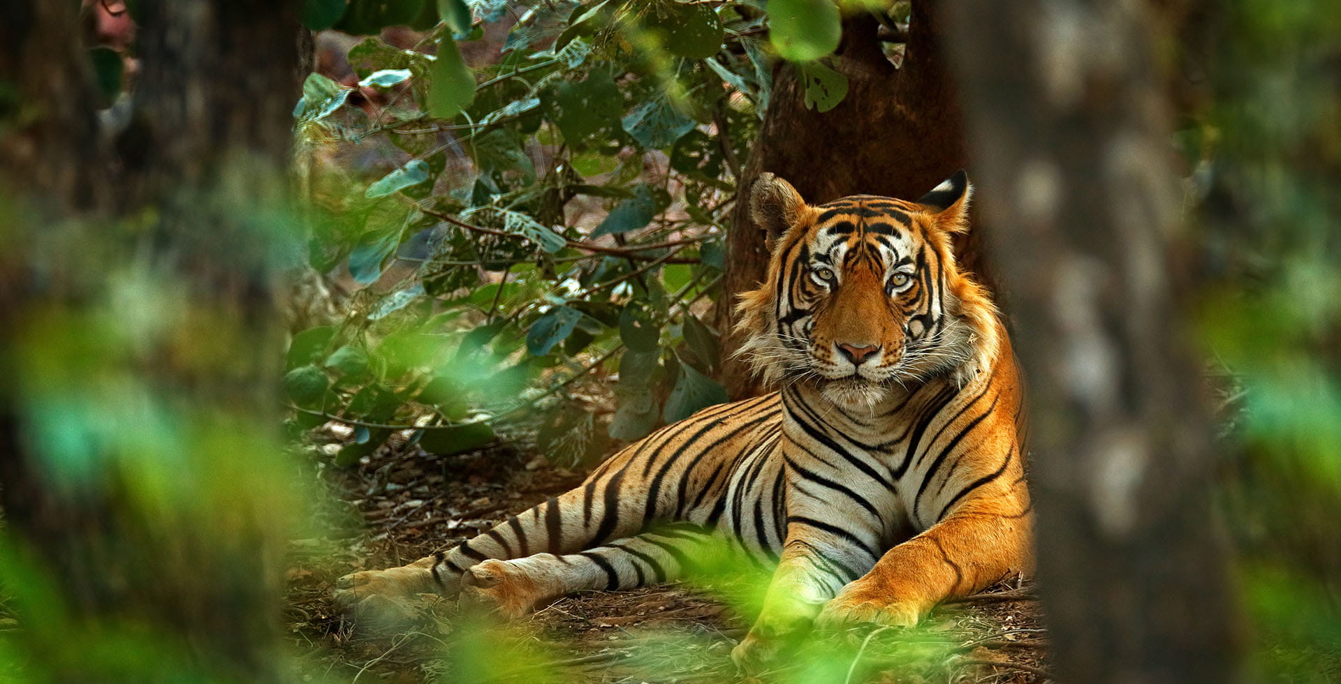 The Oberoi Vanyavilas — Ranthambore, Rajasthan