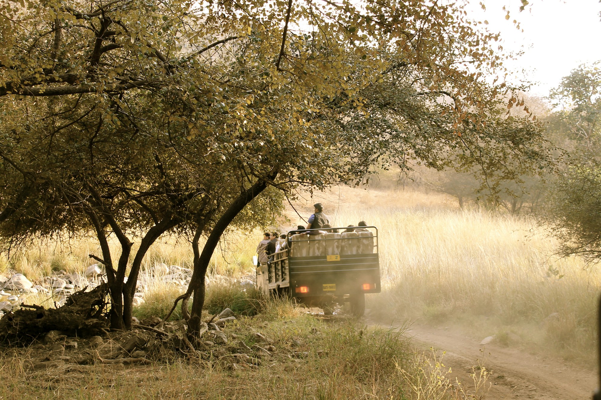 SUJÁN JAWAI — Jawai, Rajasthan