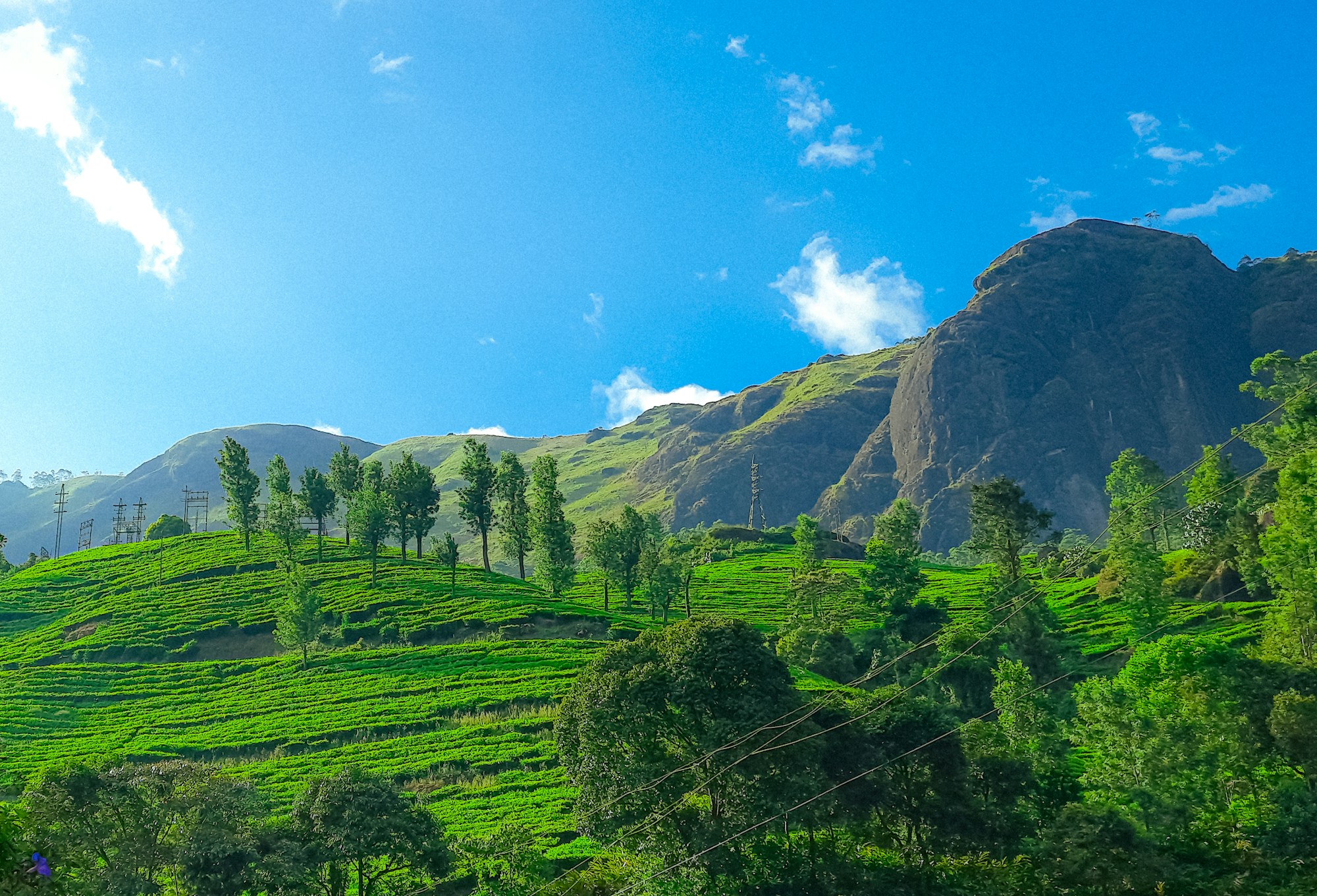 Tea Estate Experience