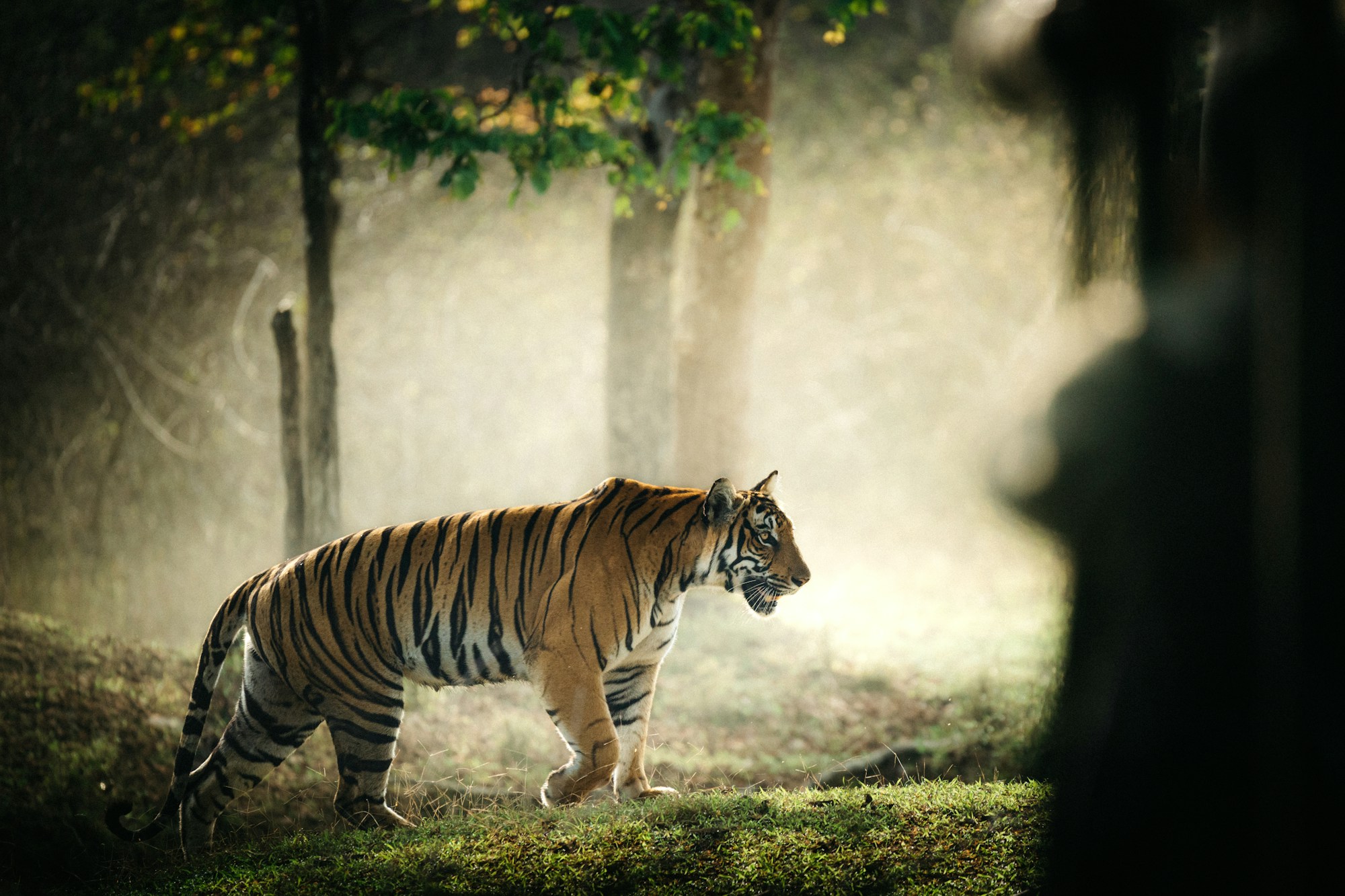 Private Tiger Safari